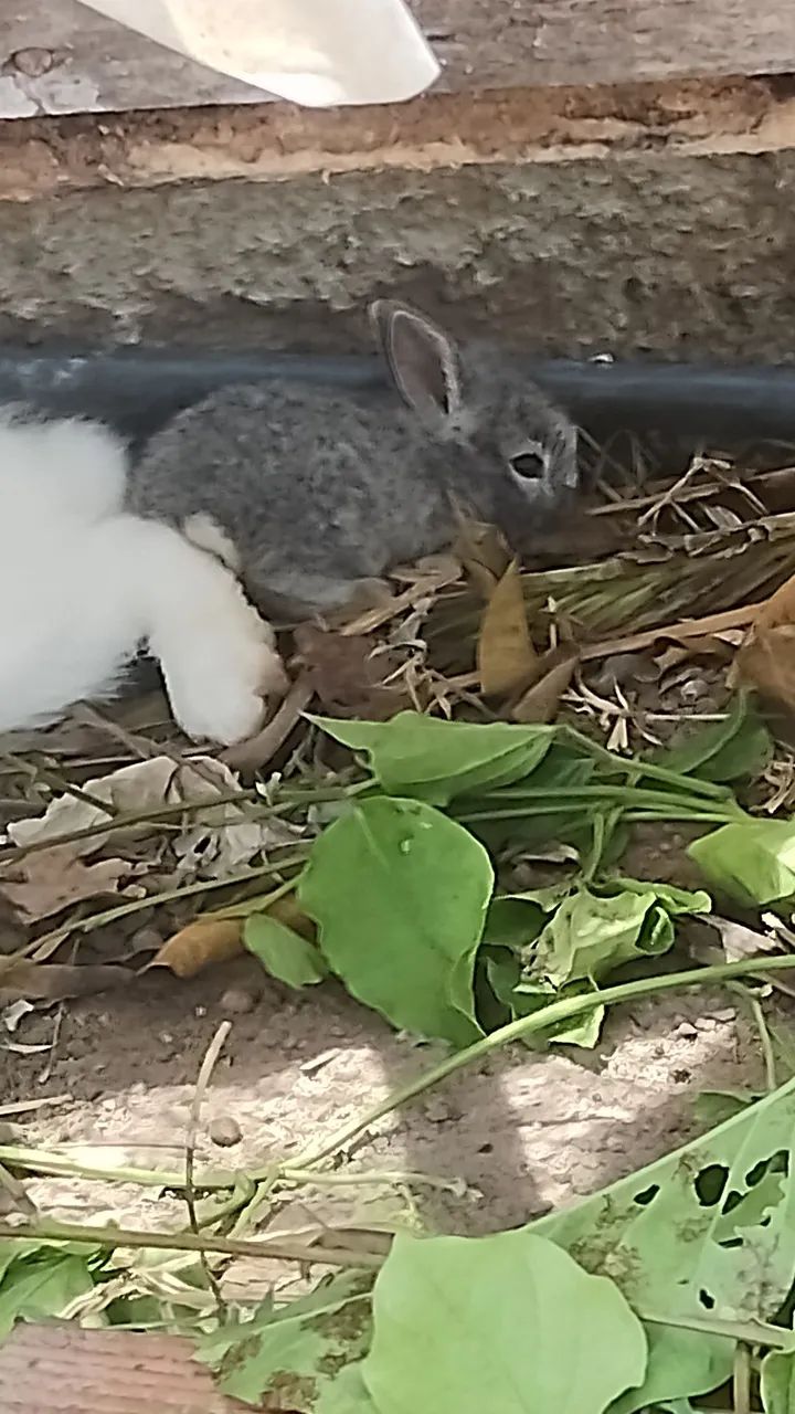 Vendo Filhotes de Coelhos - Foto 2