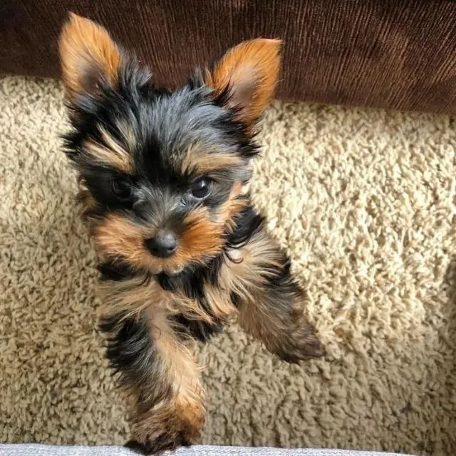 Tem interesse em Yorkshire de Raça Pura? Está aqui.