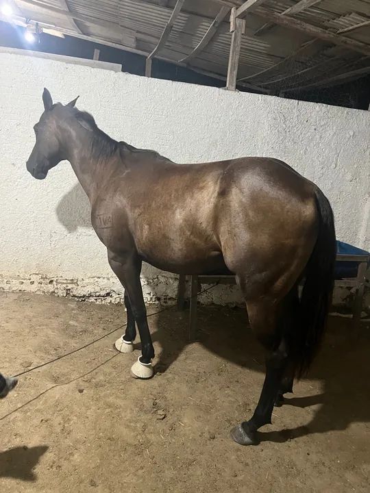 ÉGUA DE ESTEIRA  - Foto 4