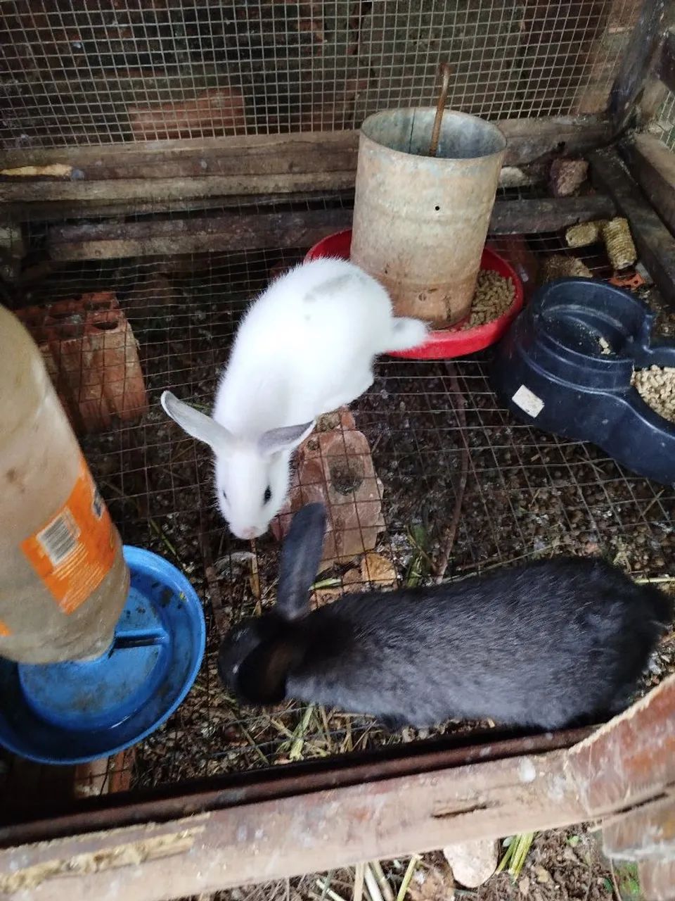 Coelhos para doação!! - Foto 3