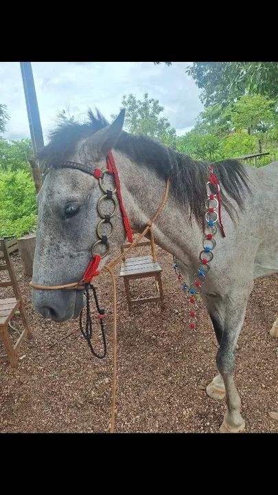 Peitoral para cavalo 