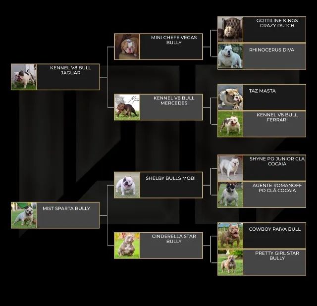 American bully - Foto 5