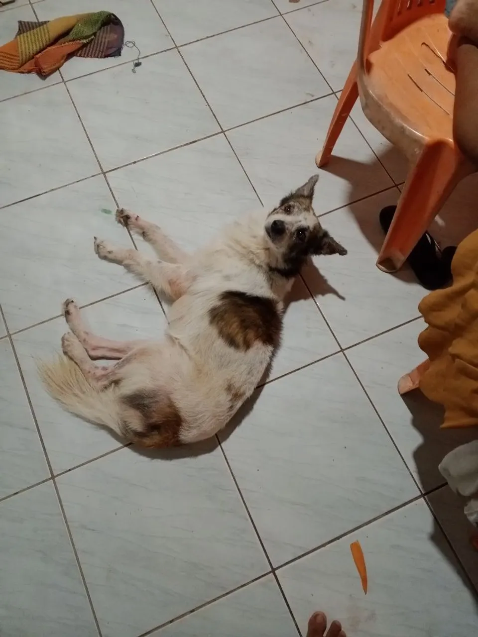 Cachorro pra adoção 