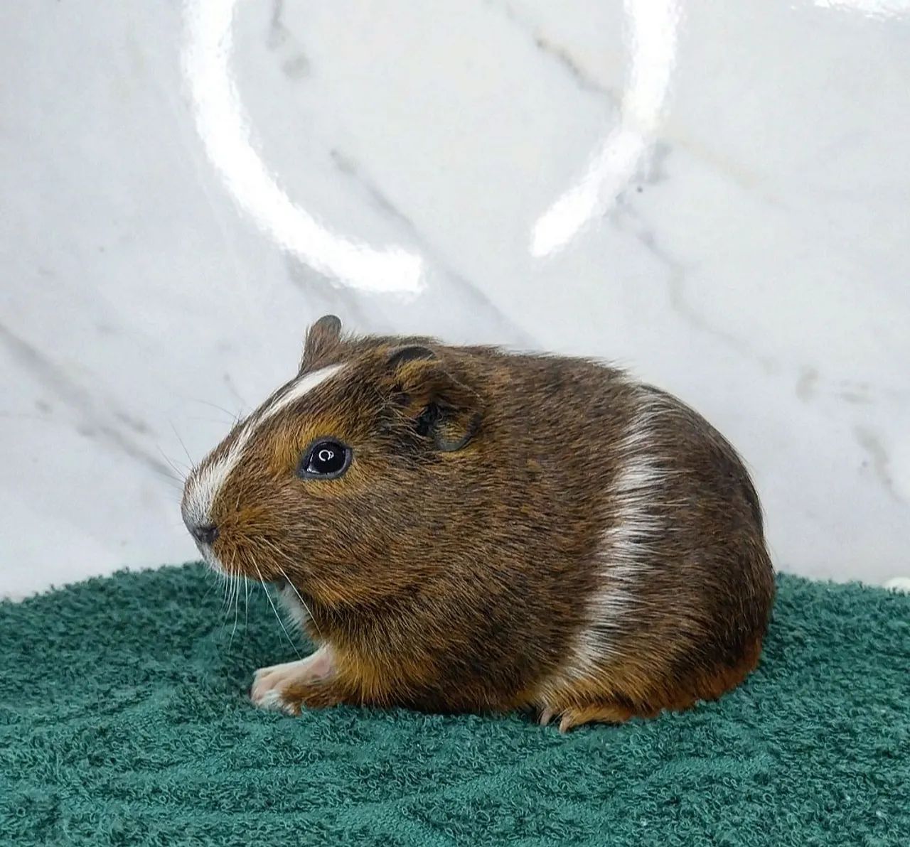 Porquinho fofinho - Foto 2