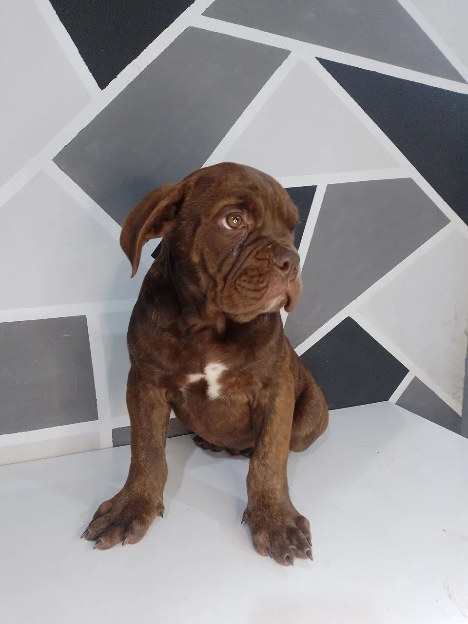 Buldogue campeiro filhote macho