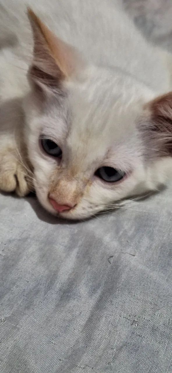 Gato macho branco lindo - Foto 6