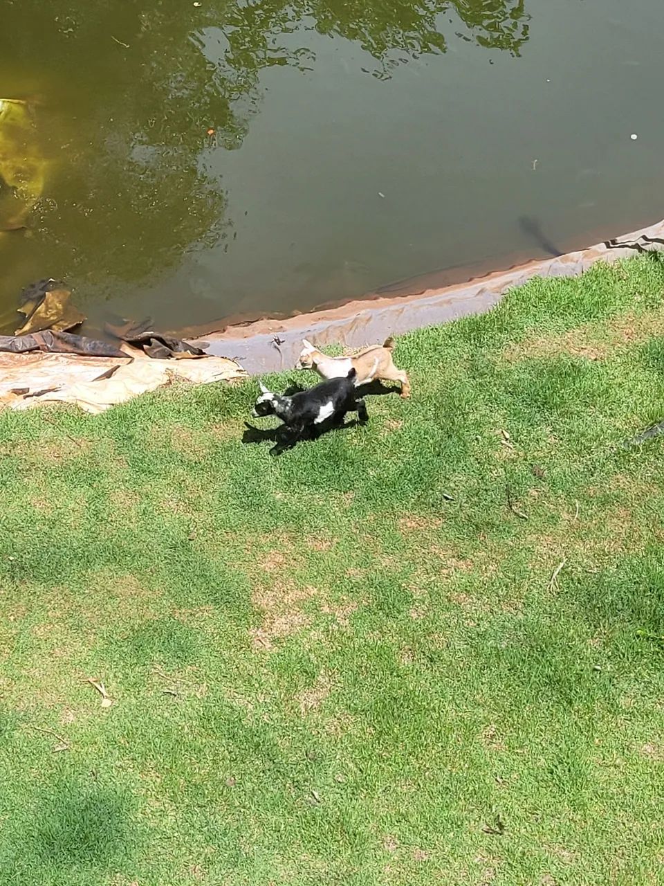 #minicabras - Foto 6