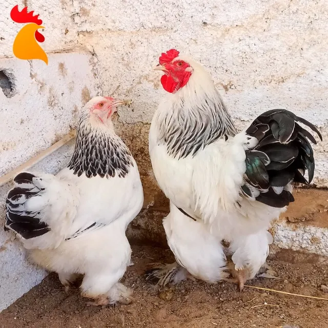 Ovos Galados Brahma Light (dúzia)