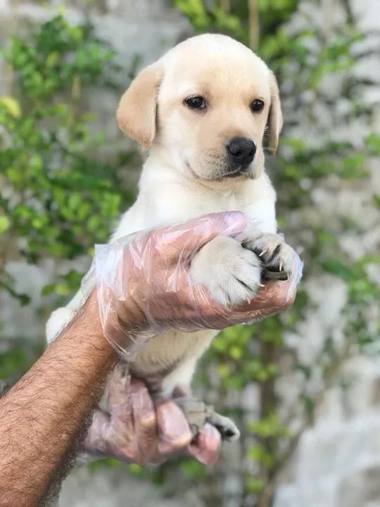 Labrador trabalhamos com mais de 20 raças.