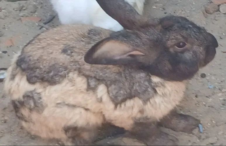 Coelho Cinza de Estimação - Foto 4