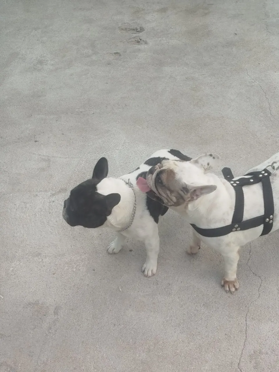 Filhote de Bulldog francês