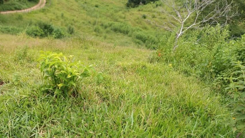 Ótimo sítio venda em São João Nepomuceno MG.  - Foto 13