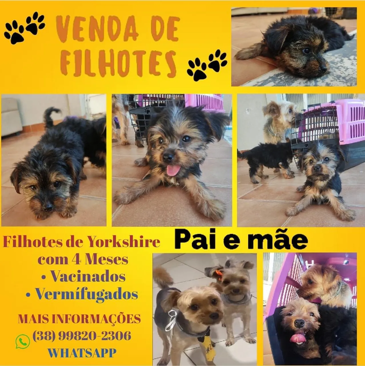 Filhotes de Yorkshire Terrier com 4 Meses