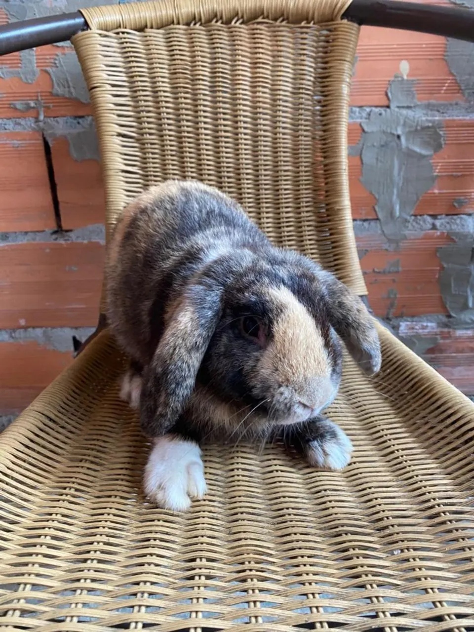 Coelhinho Mini Lop