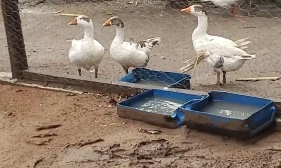 Vendo Três Gansos Barato. Duas Fêmeas e Um Macho 