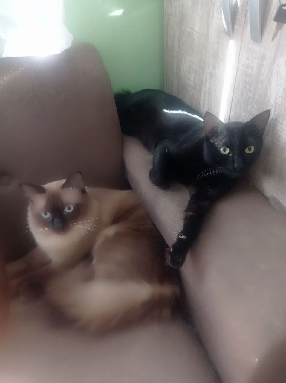 Dois gatos adoráveis para adoção