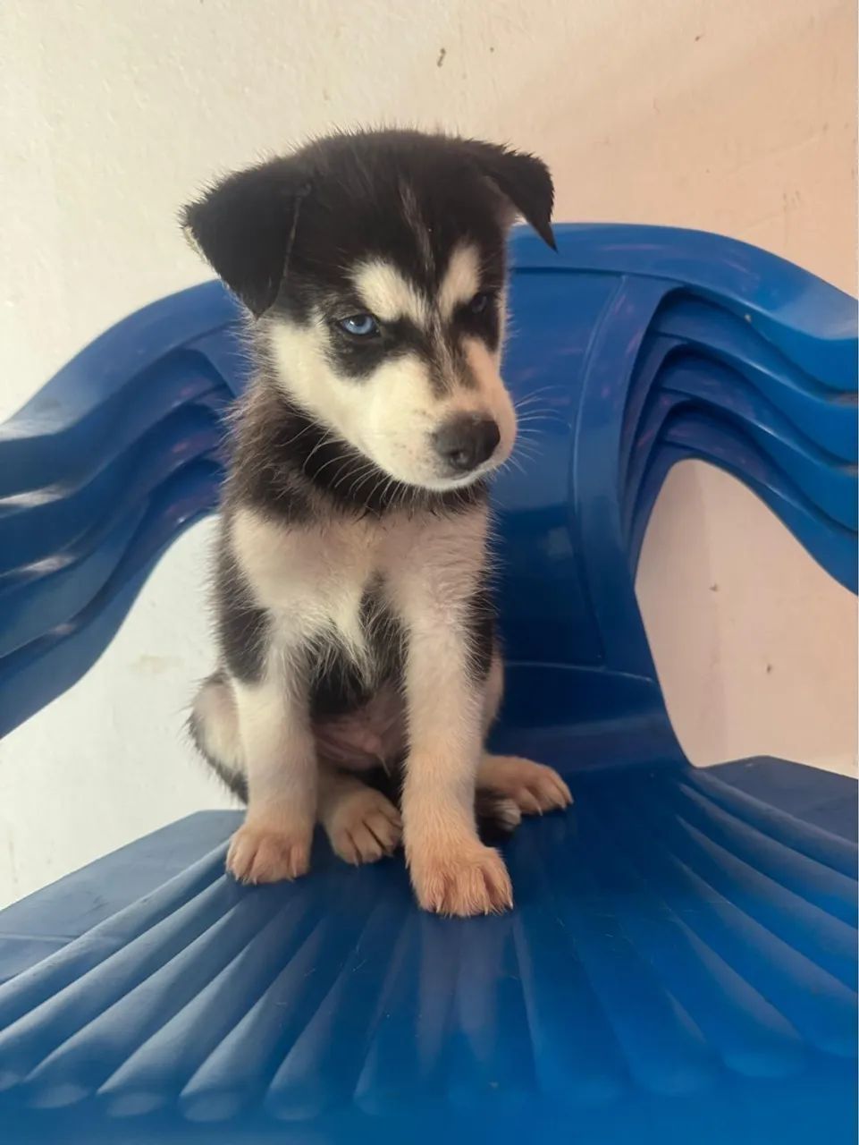 Filhote Husky Siberiano