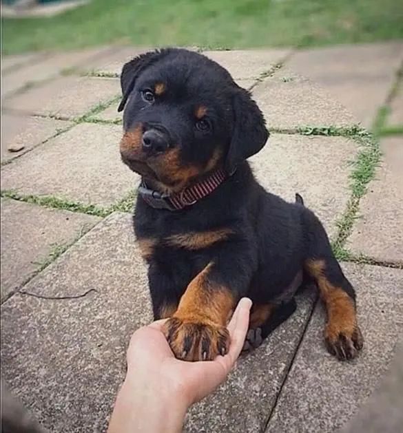 Protetor Filhote de Rottweiler - Dog saudável e feliz.