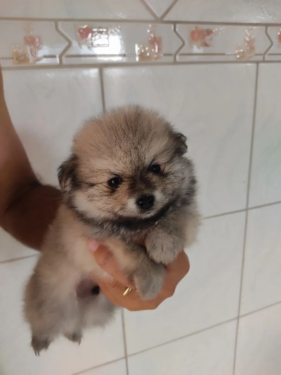 Lulu Pomerãnia /Spitz Alemão filhote  macho e fêmea  35 dias  - Foto 4