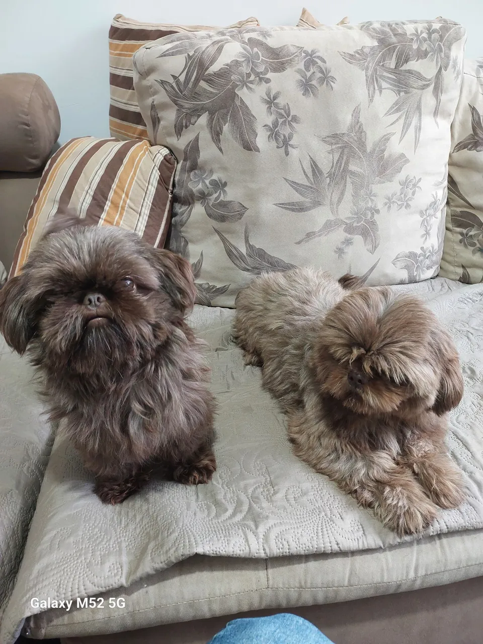 Dois Shih Tzu Lindos disponível