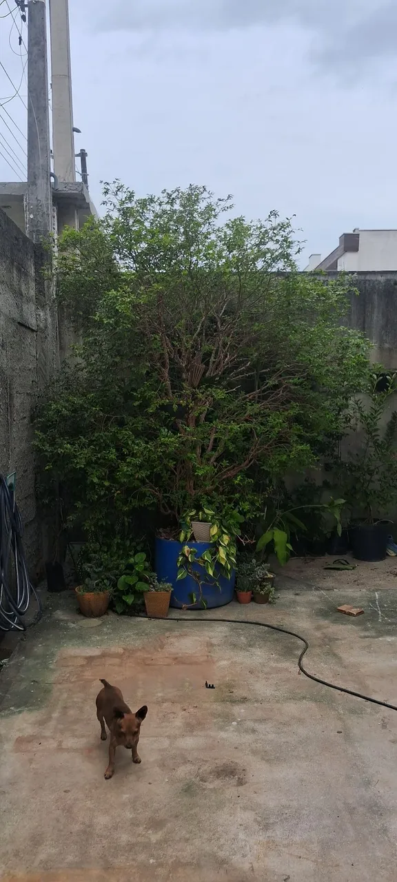 Árvore Jabuticaba Sabará Exuberante para seu Jardim