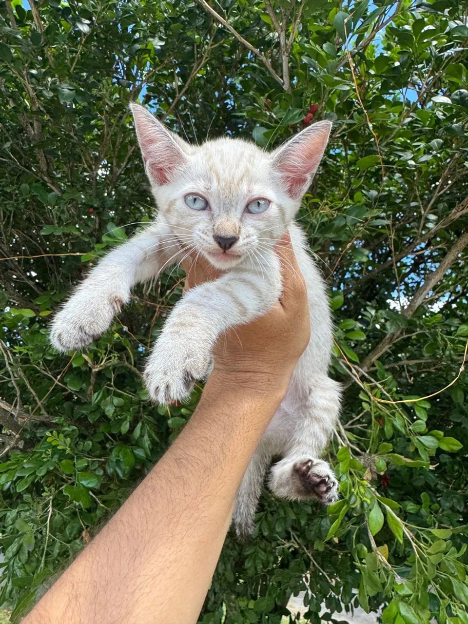 Adoção gatas filhote 