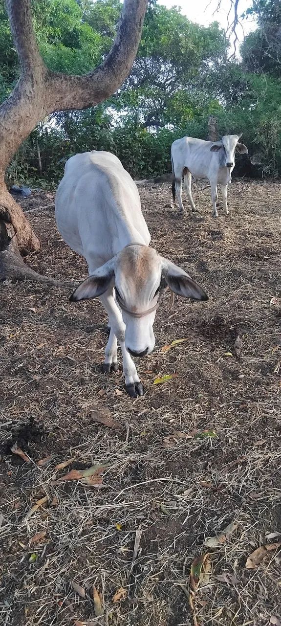 Vendo uma linda novilha - Foto 2