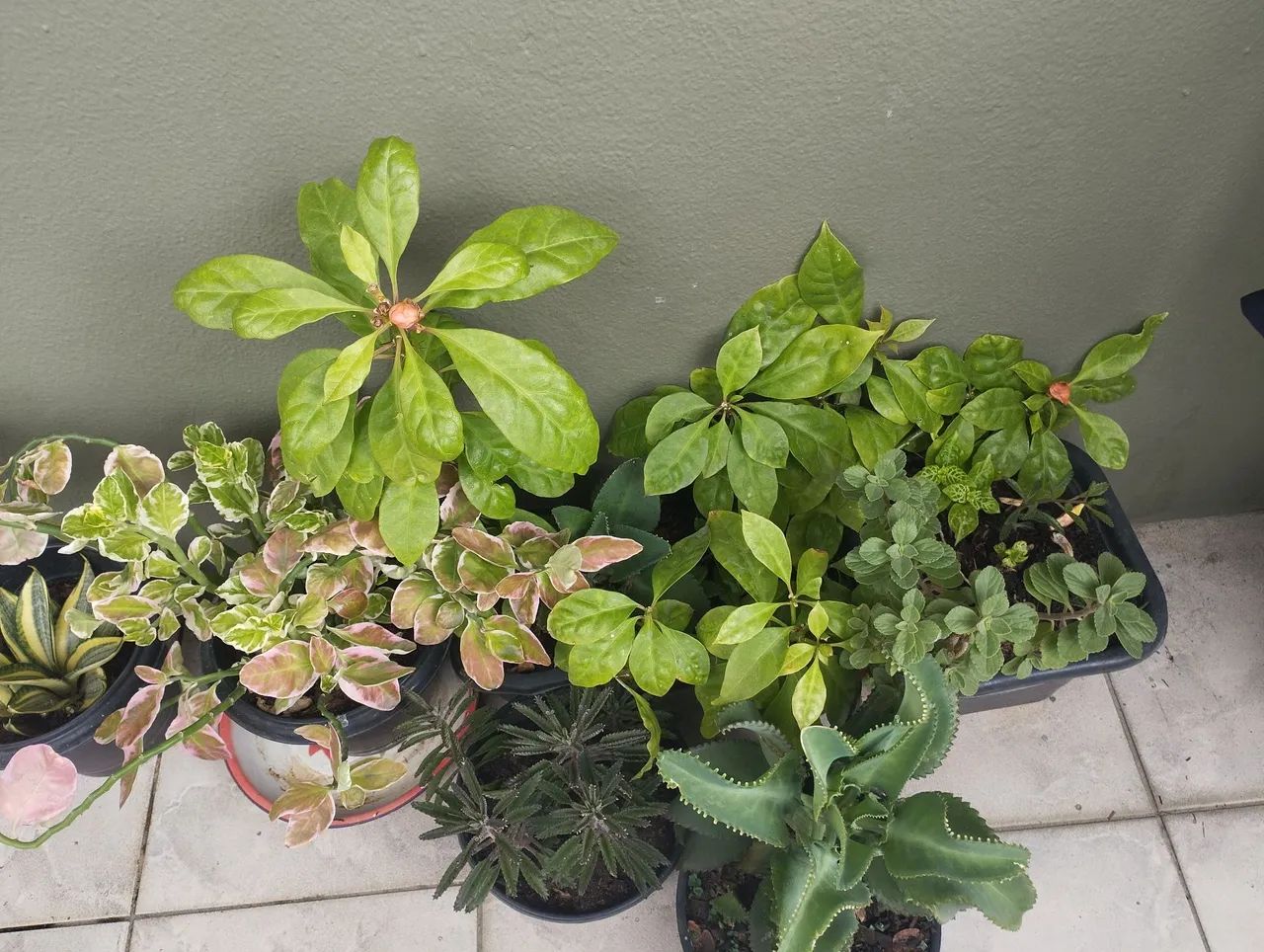 Plantas - Foto 2