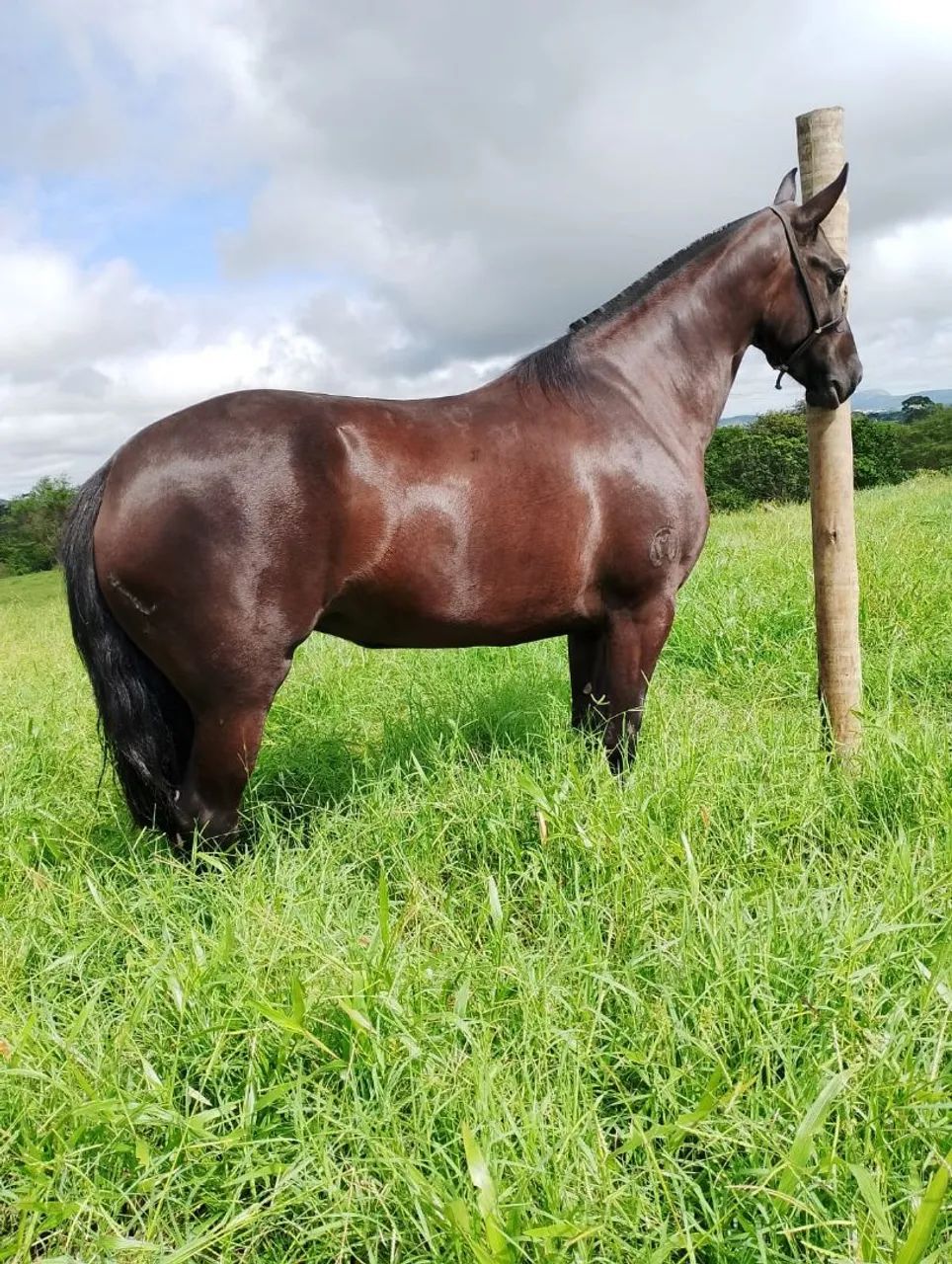 Égua manga larga  - Foto 3