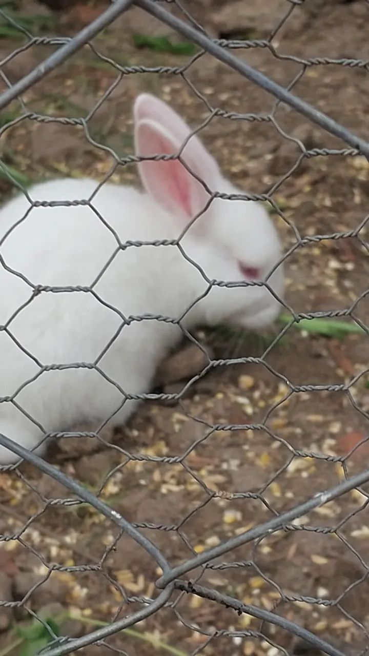 Barbada para levar hoje filhote de coelho lindos de barbada - Outros  animais - São Gonçalo, Pelotas 1465187990 | OLX