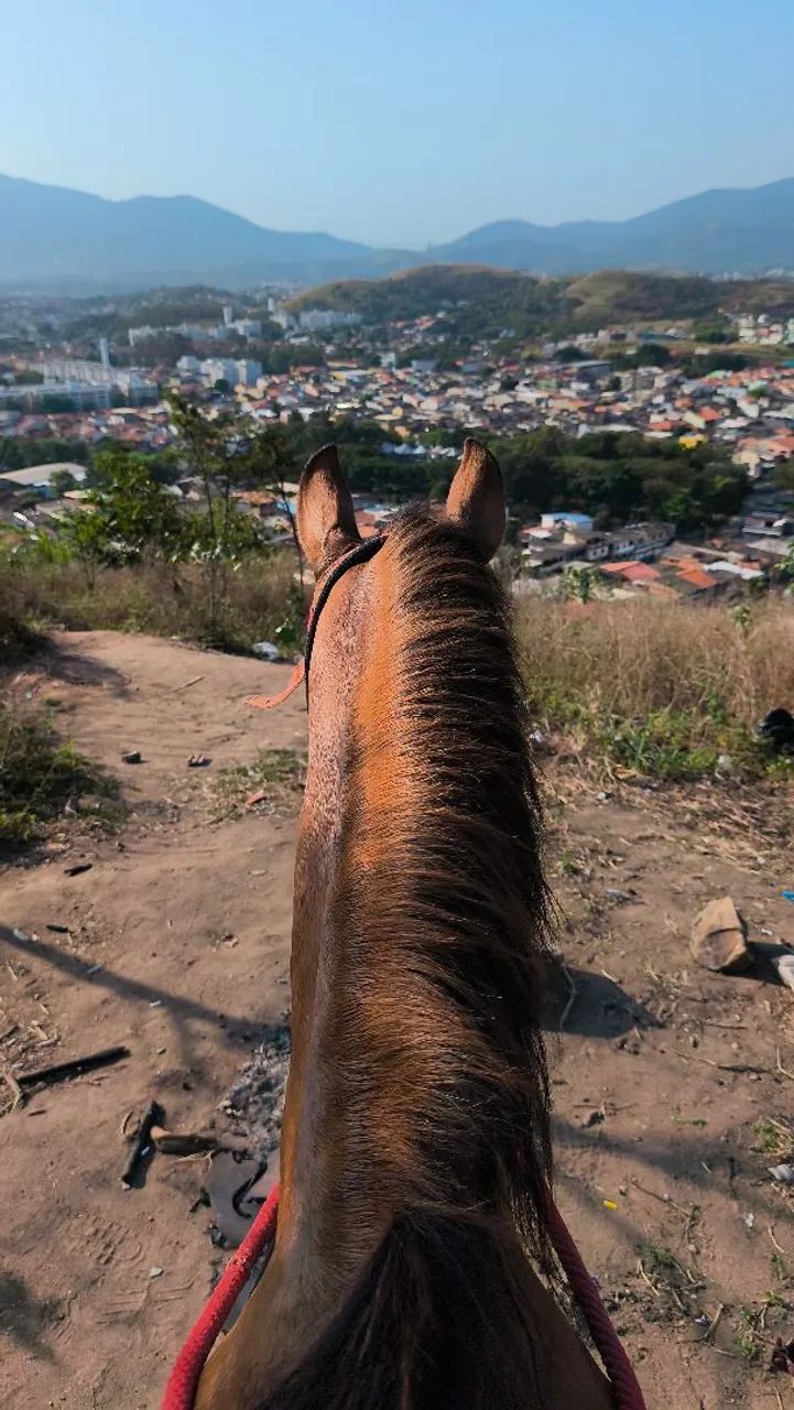 Cavalo mangalarga 6 anos marcha picada  - Foto 4