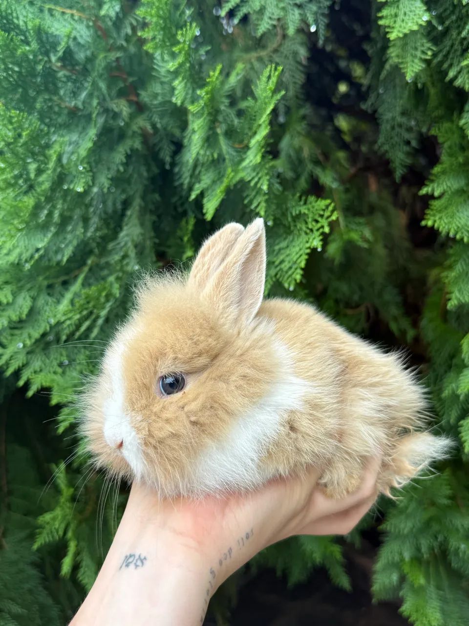 Coelho anão / mini Coelho - Foto 2