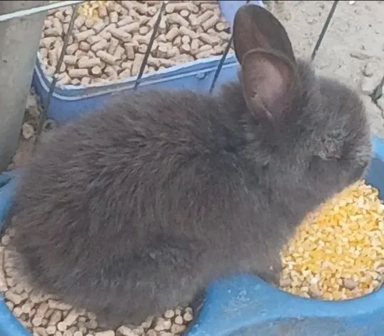Coelho Cinza de Estimação - Foto 5