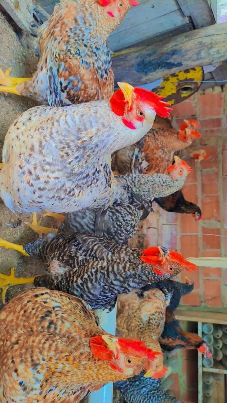 Galinhas Caipirão  - Foto 2