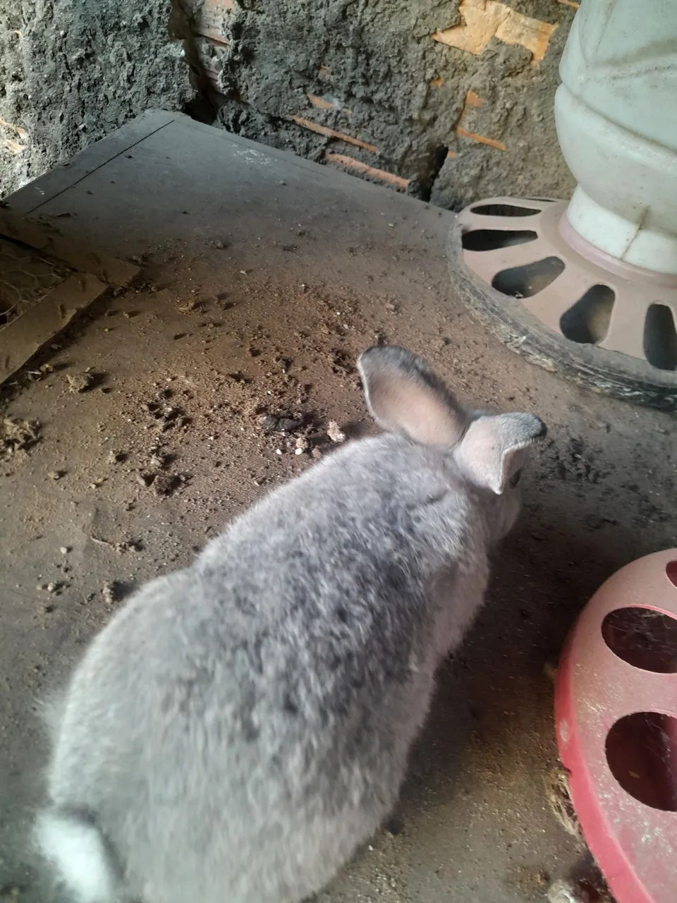 Coelhos cinza fofinho