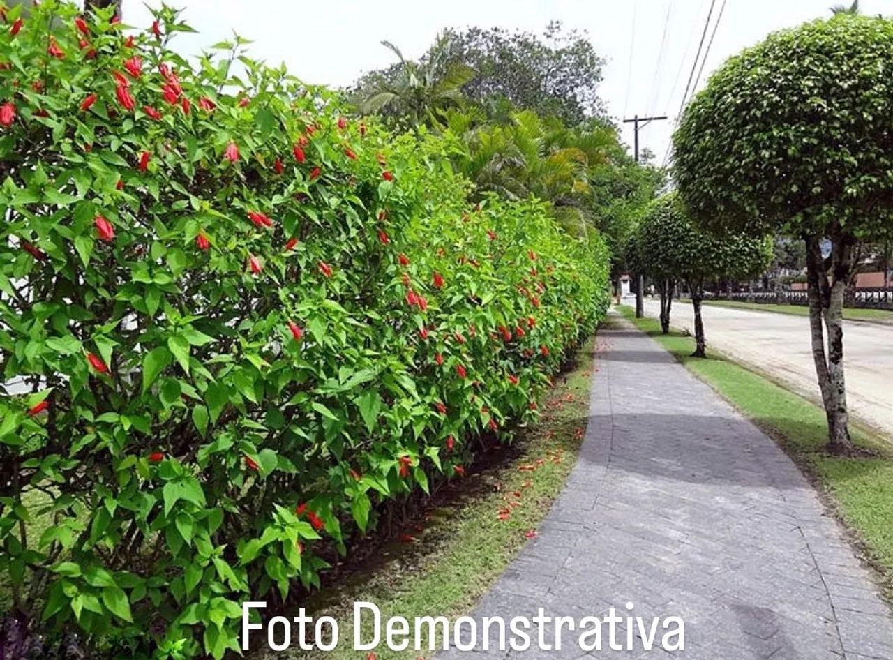 Somos Produtores Hibisco para Cerca Viva  - Foto 2