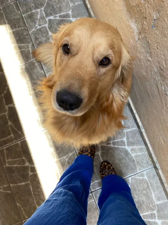 Golden Retriever Fofo para Adoção