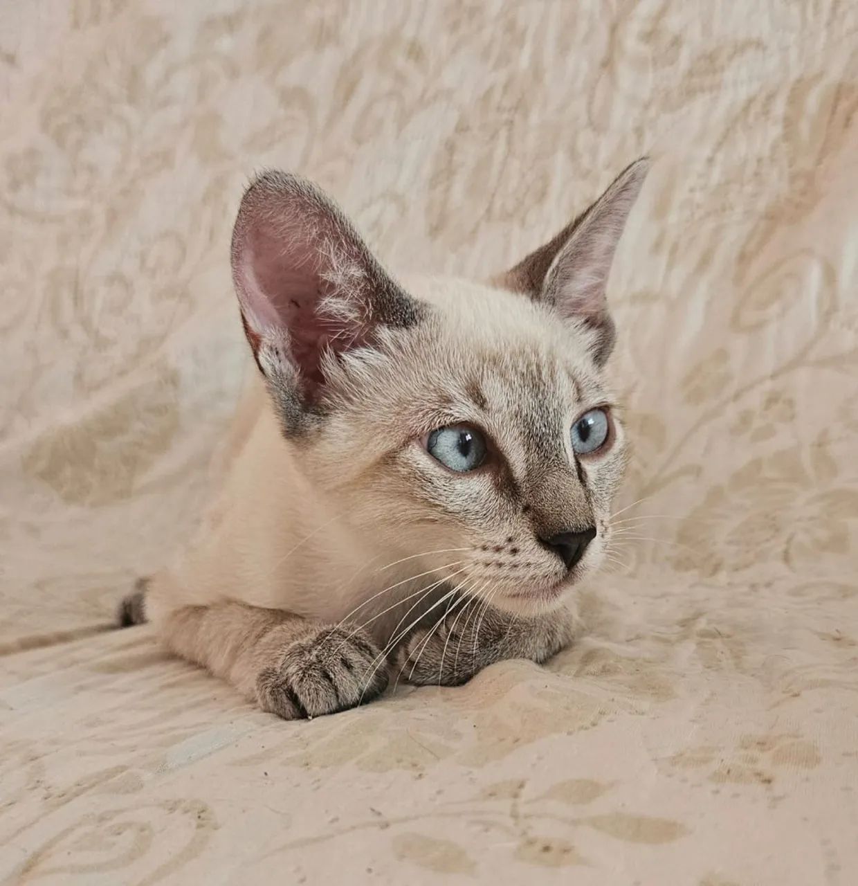 ADOÇAO GATA SIAMÊS 