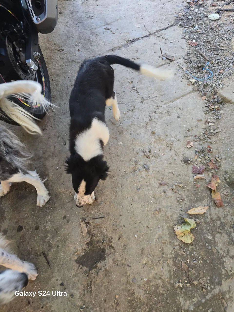 Dois filhotes de Border Collie - Foto 2