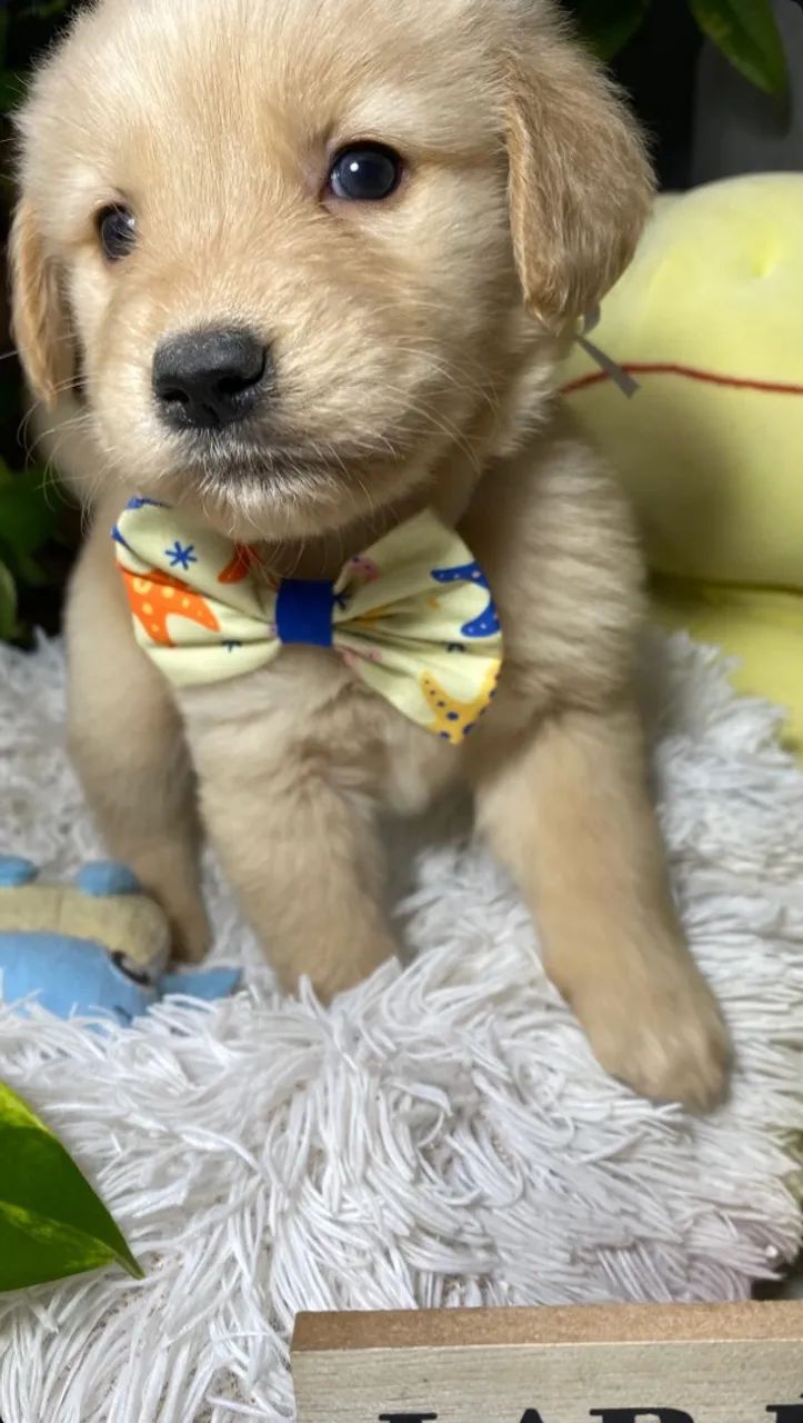 Fêmea de Golden Retriever  - Foto 3