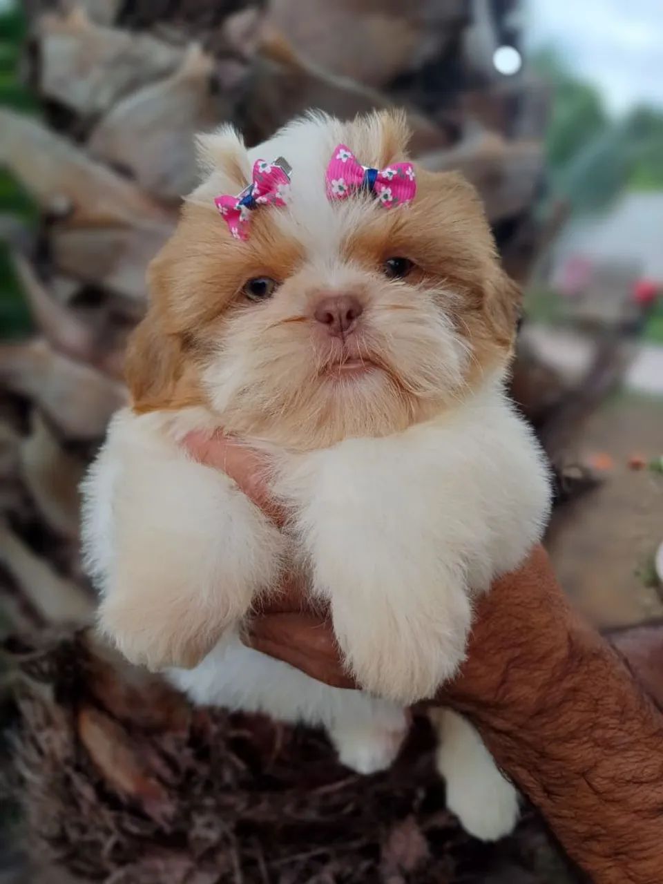 Filhotes de Shih-Tzu e Pinscher com Pedigree - Foto 5