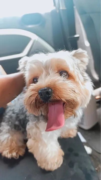 Procura uma namorada ?