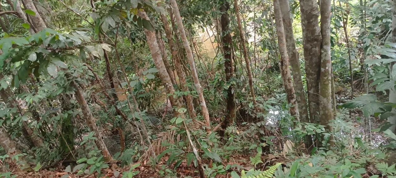 Vendo sítio em Rio preto da Eva com Garape  - Foto 3