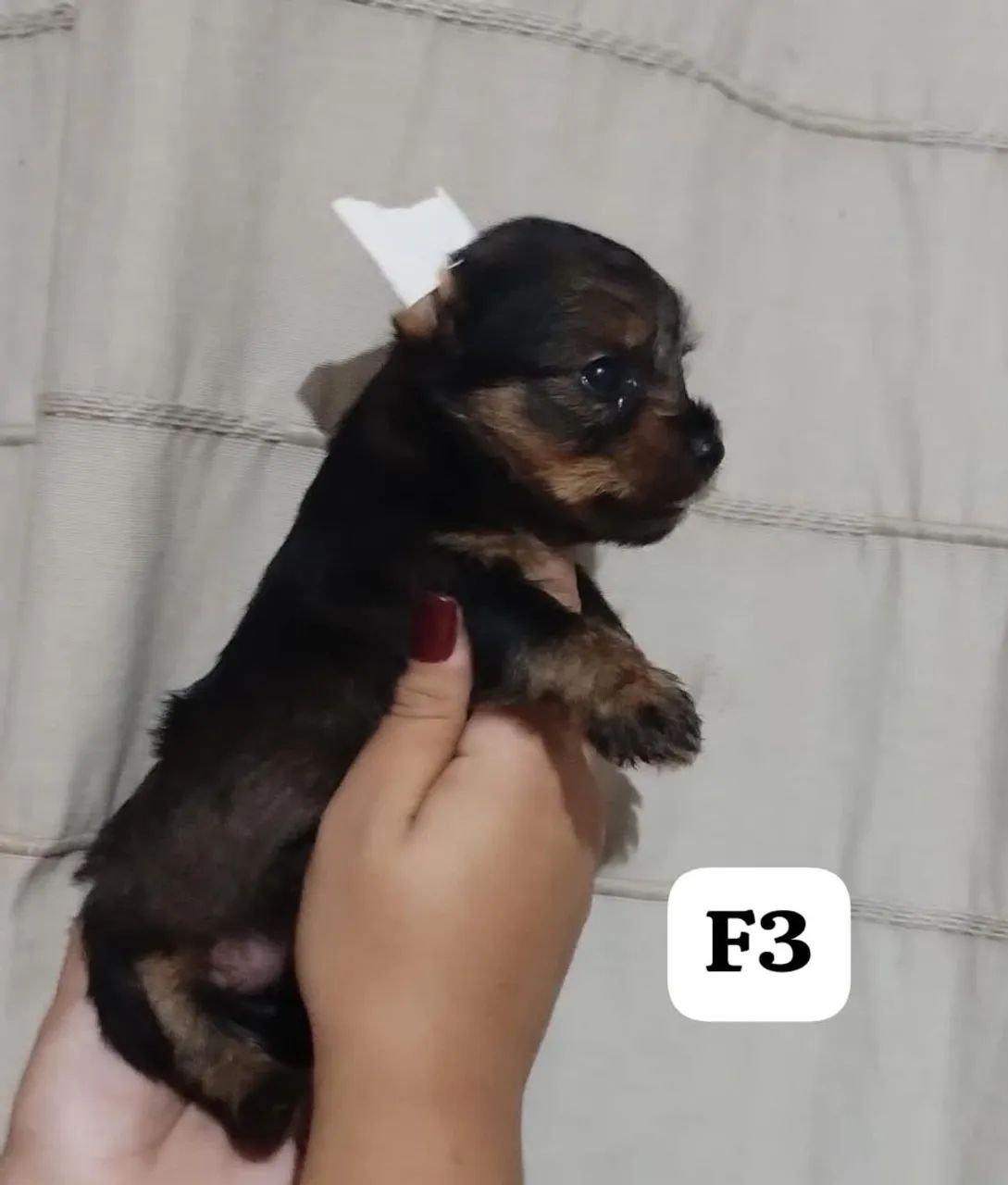 Yorkshire Terrier Fêmea - F3