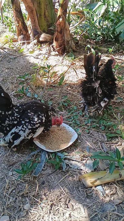Casal mine garnisés