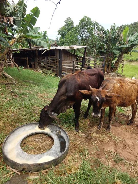 Novilha mansa - Foto 2