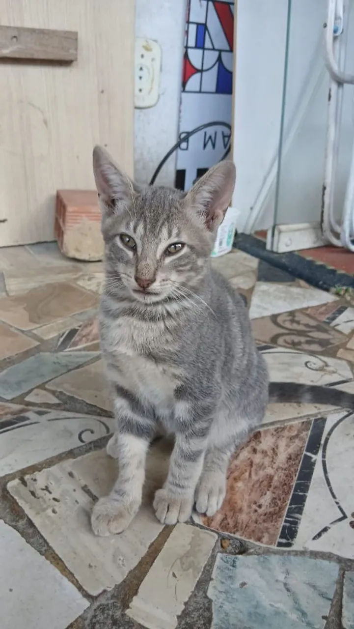 Gatinho cinza filhote para adoção