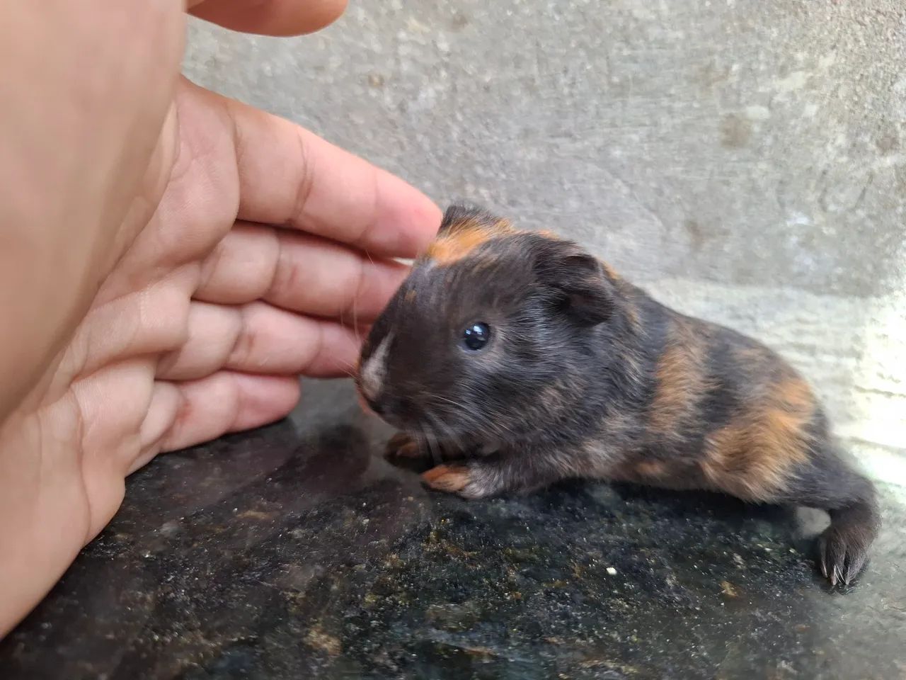 Porquinho da india sheltie  - Foto 6