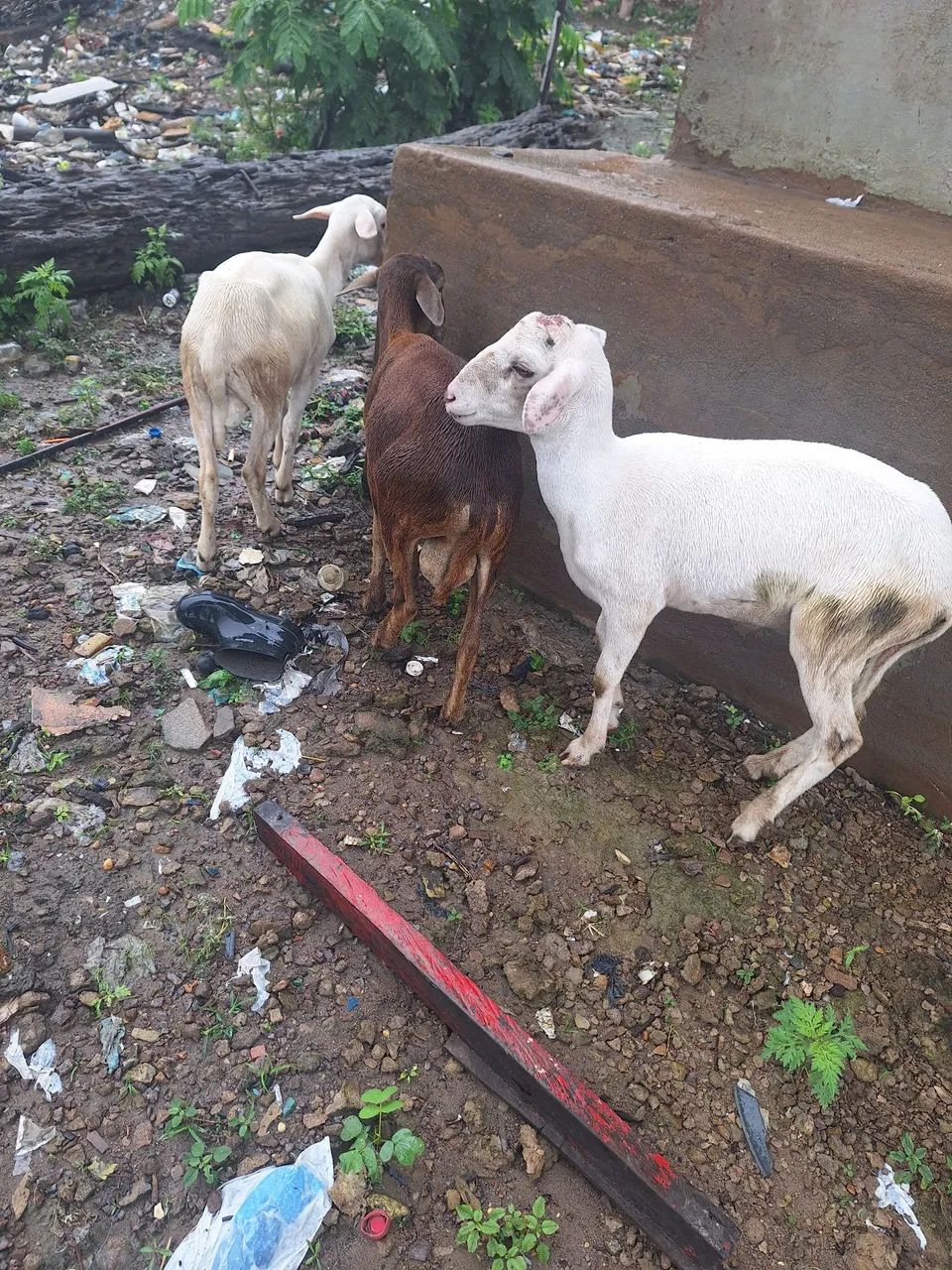 Carneiro e ovelha - Foto 4