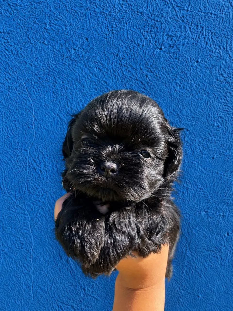 Shihtzu 